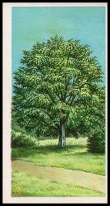 73BBTB 35 Hornbeam.jpg